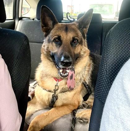 Max, Adoptable, Adult Male German Shepherd Dog & Mixed Breed.