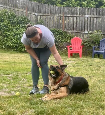 Max, Adoptable, Adult Male German Shepherd Dog & Mixed Breed.