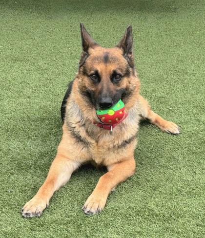 Max, a Adoptable mixed breed in Seattle, WA image 2/3