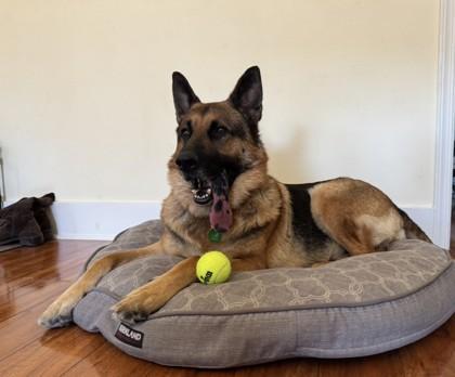 Enlarge Max, a Adoptable mixed breed in Seattle, WA image 2/3