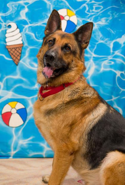 Max, a Adoptable mixed breed in Seattle, WA image 3/3