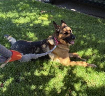 Enlarge Max, a Adoptable mixed breed in Seattle, WA image 3/3
