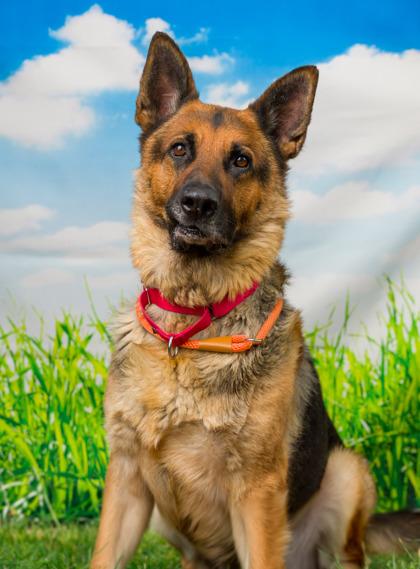 Max, a Adoptable mixed breed in Seattle, WA image 3/3