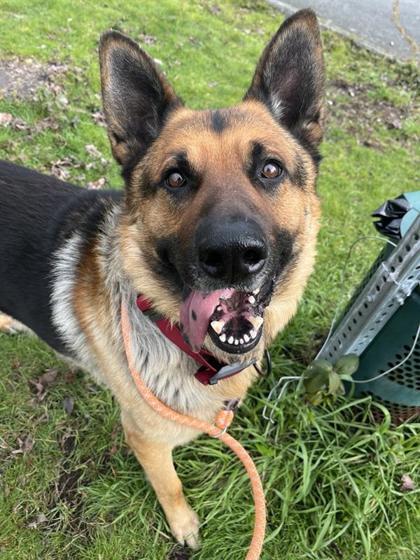 Enlarge Max, a Adoptable mixed breed in Seattle, WA image 3/3