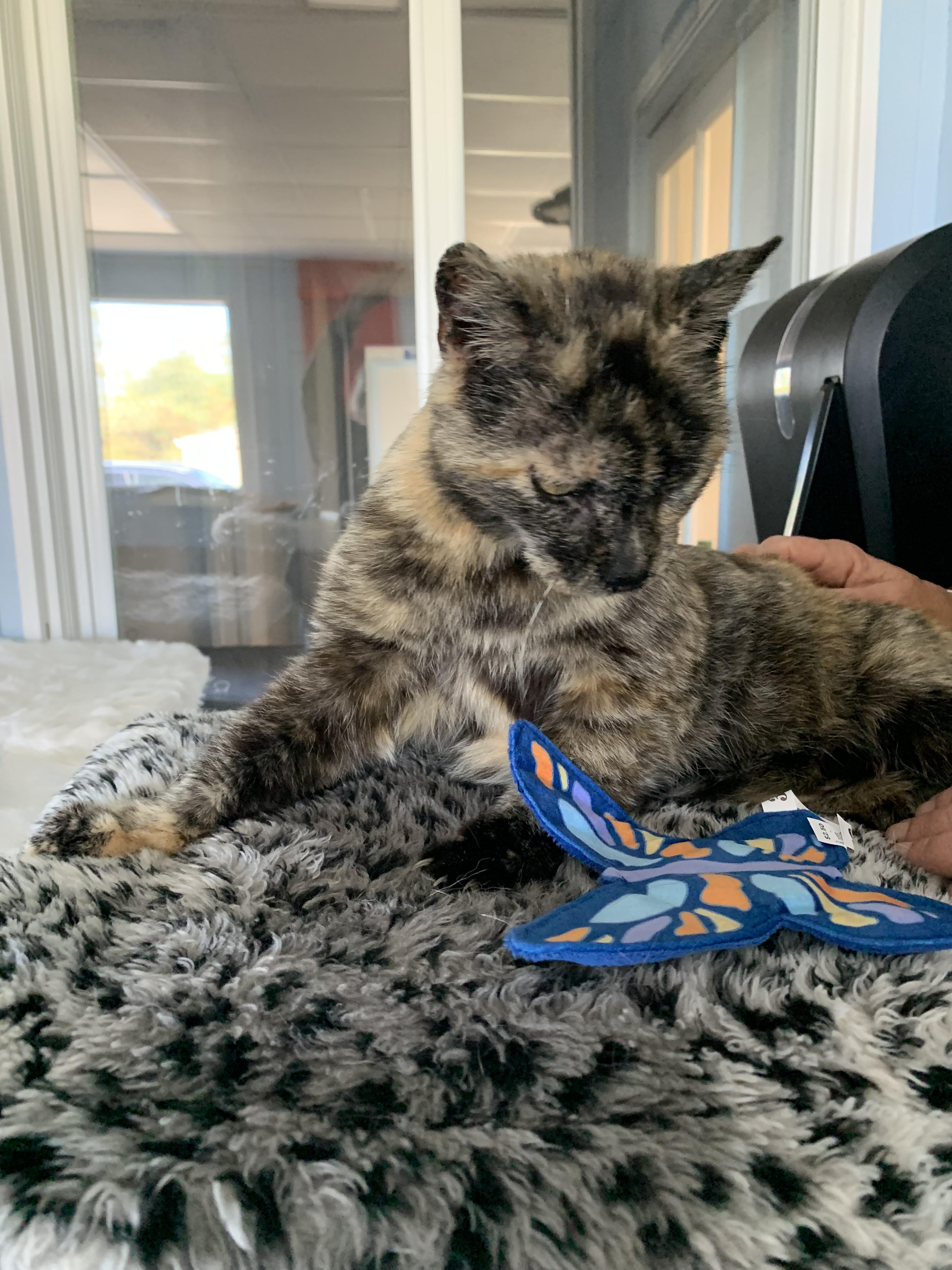 Enlarge Taco, a ADOPTABLE Domestic Short Hair in Grass Valley, CA image 3/6