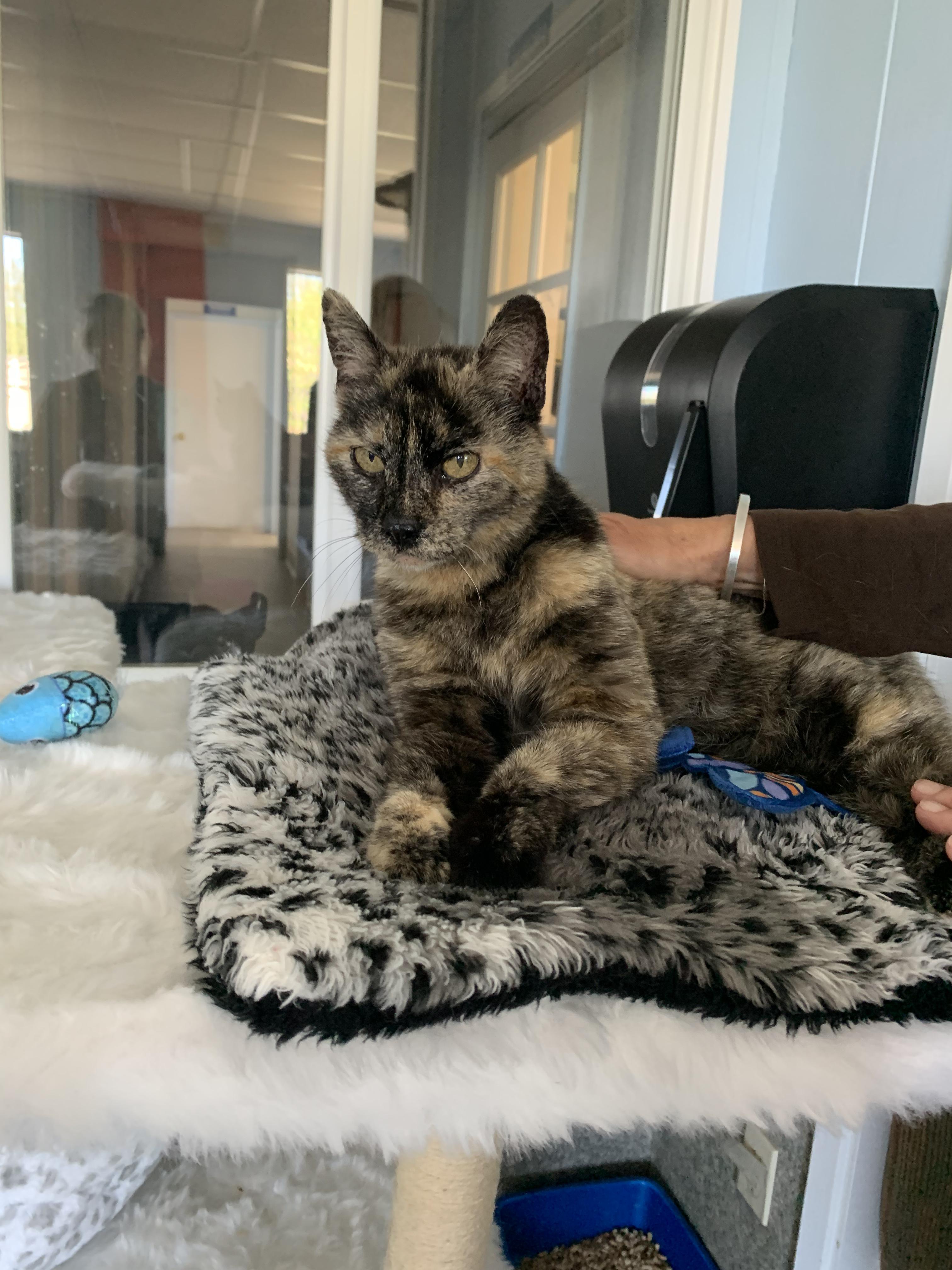 Enlarge Taco, a ADOPTABLE Domestic Short Hair in Grass Valley, CA image 6/6