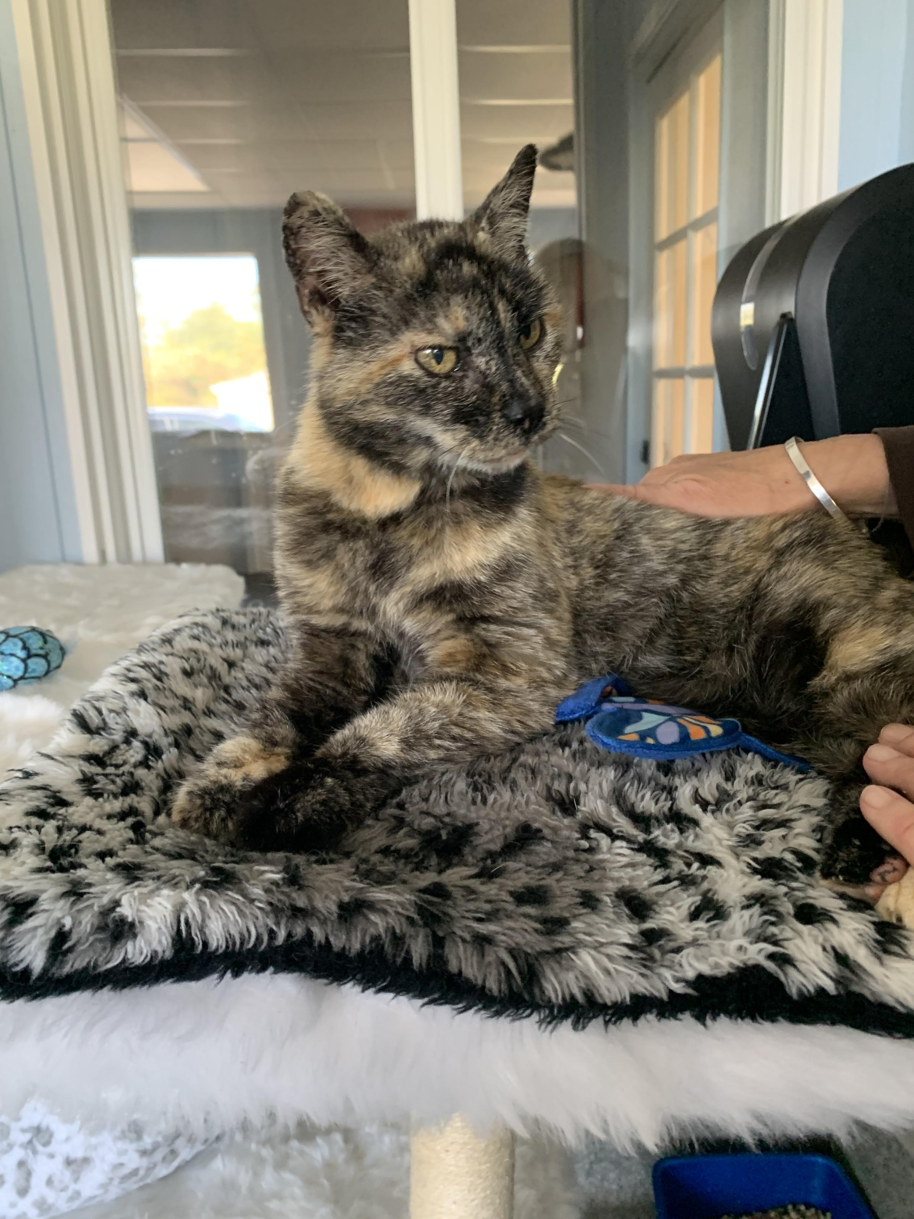 Enlarge Taco, a ADOPTABLE Domestic Short Hair in Grass Valley, CA image 4/6