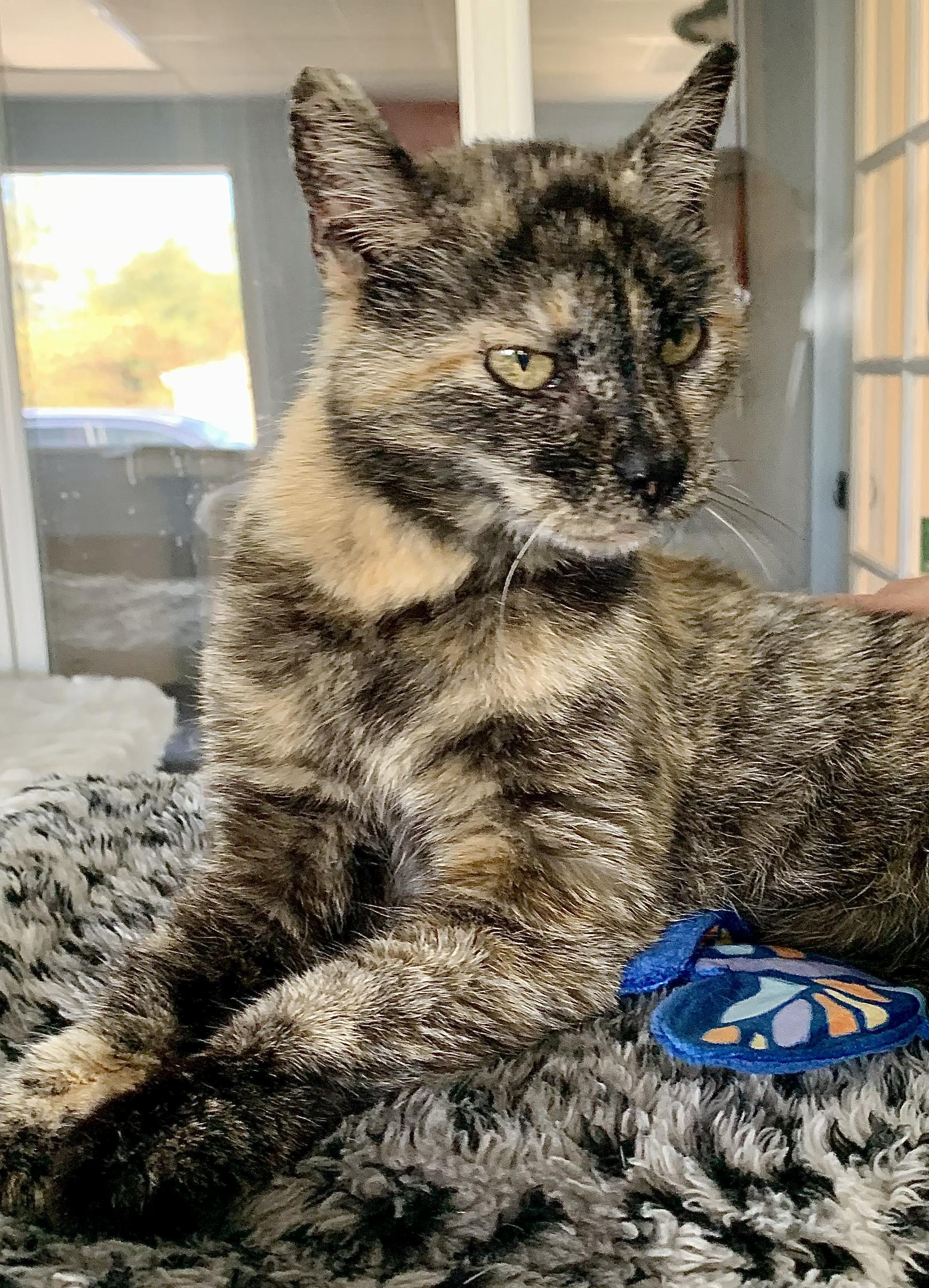 Enlarge Taco, a ADOPTABLE Domestic Short Hair in Grass Valley, CA image 2/6
