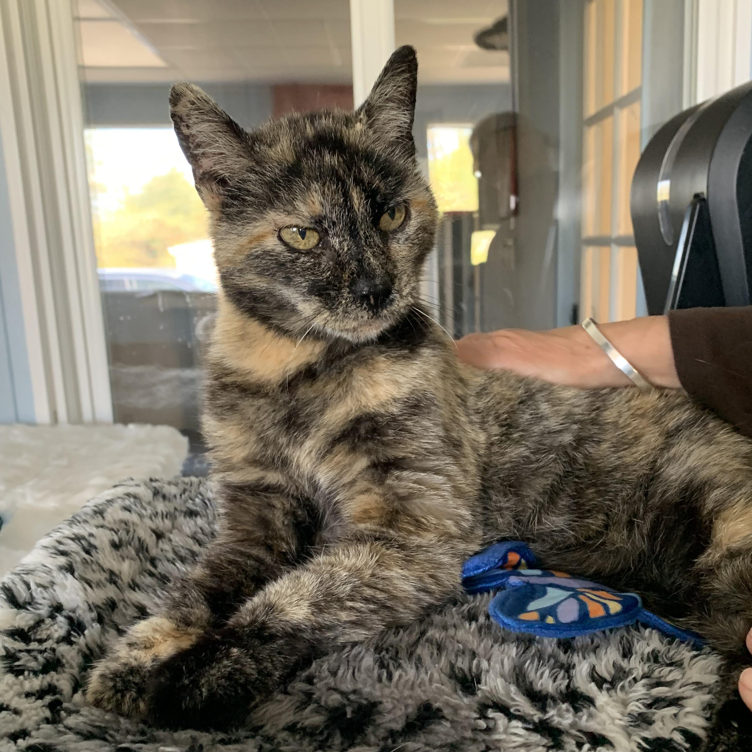 Taco, ADOPTABLE, Adult Female Domestic Short Hair.