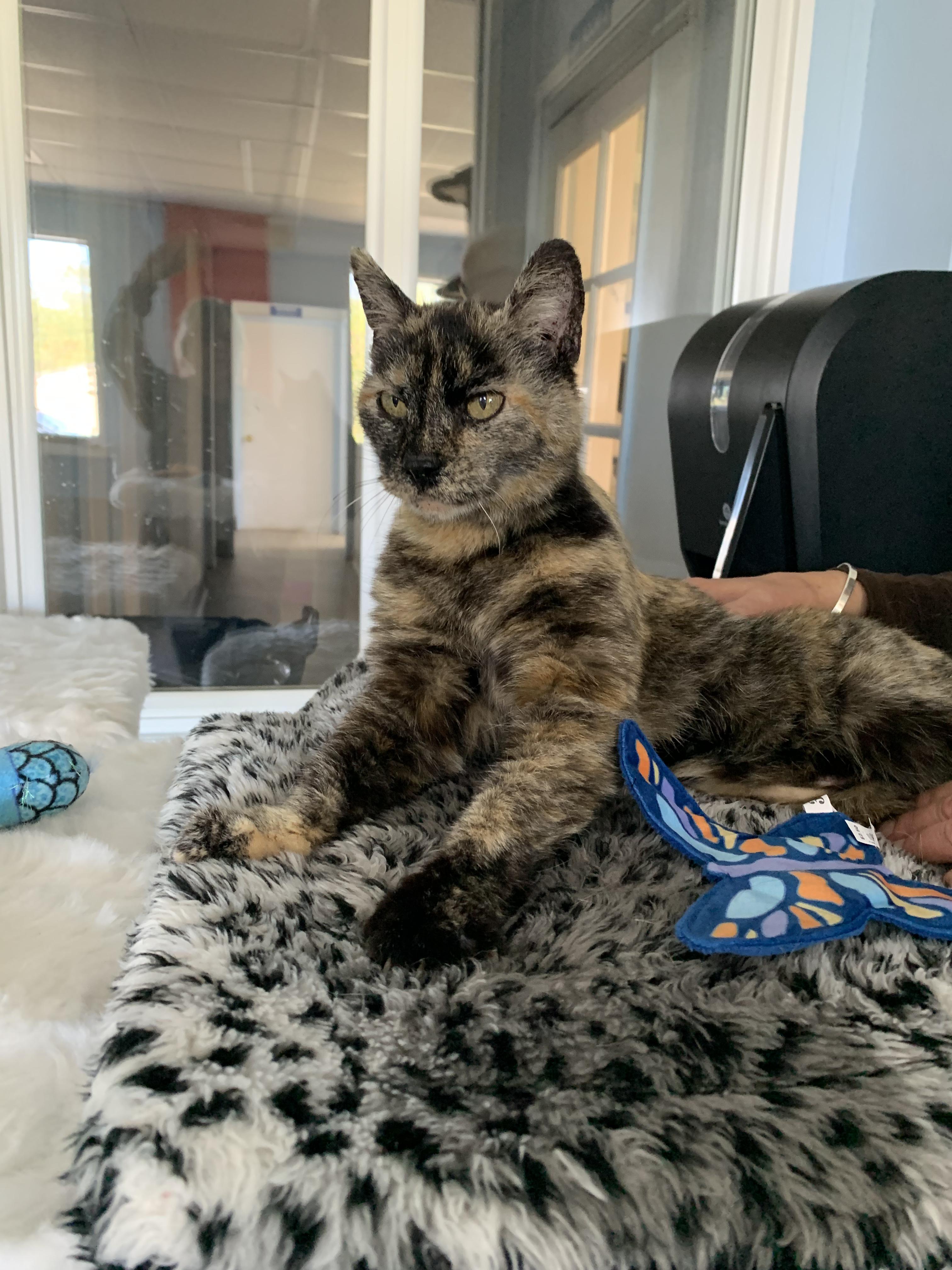 Enlarge Taco, a ADOPTABLE Domestic Short Hair in Grass Valley, CA image 5/6