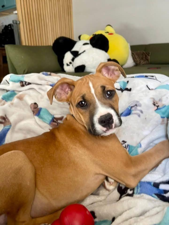 Briar, Adoptable, Puppy Male Boxer.