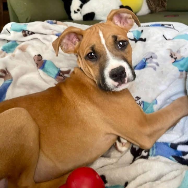 Enlarge Briar, a Adoptable mixed breed in Ayden, NC image 6/6