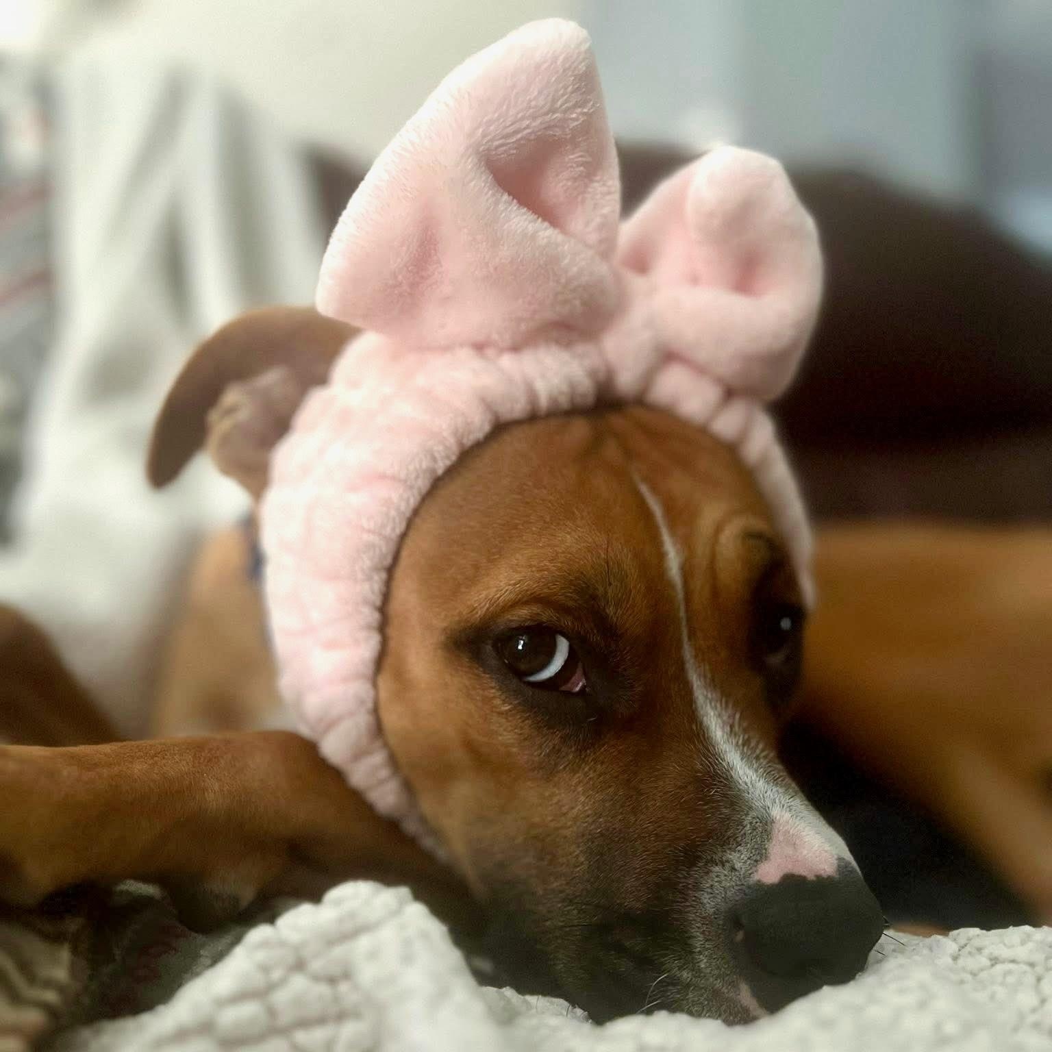 Enlarge Briar, a Adoptable mixed breed in Ayden, NC image 6/6