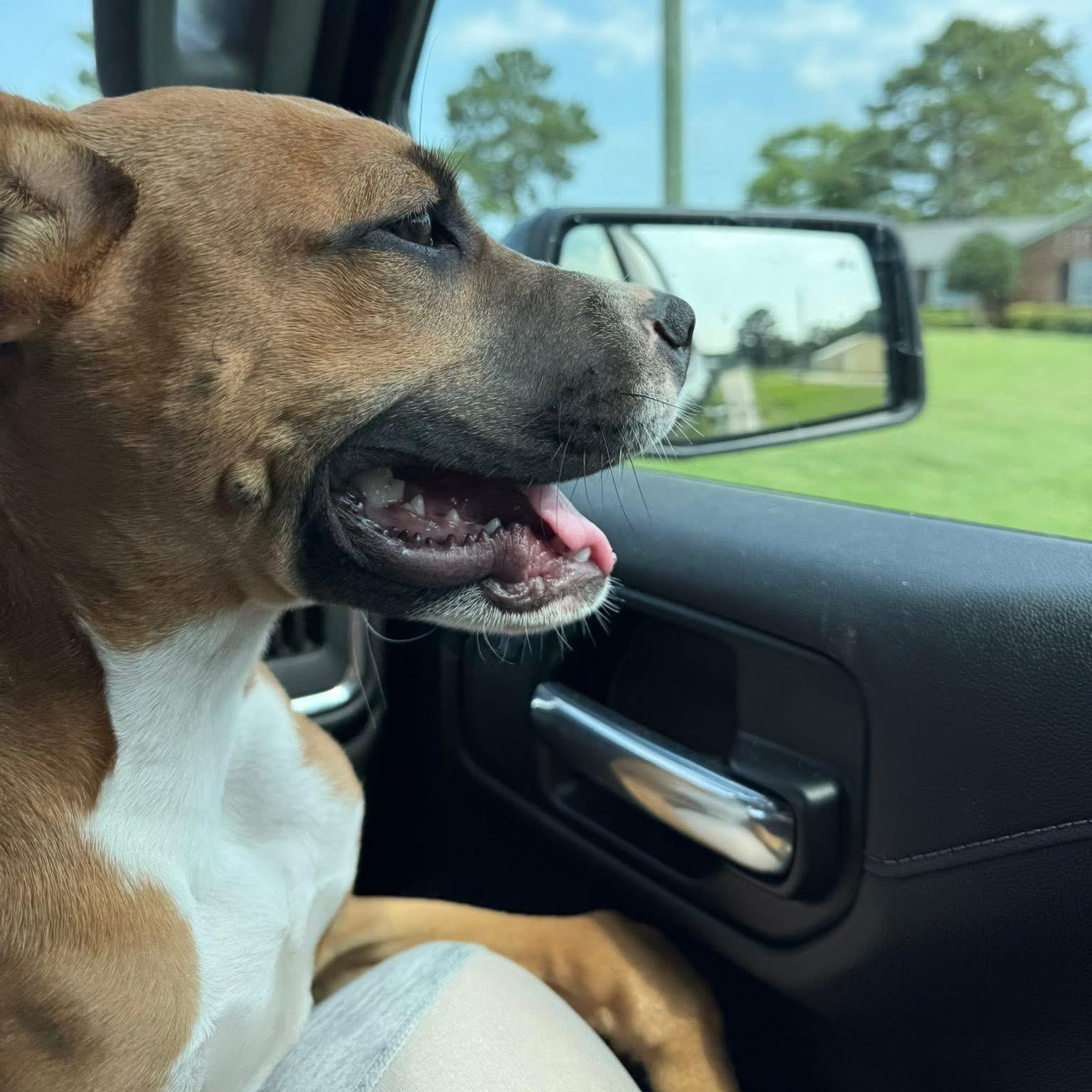 Enlarge Briar, a Adoptable mixed breed in Ayden, NC image 2/6