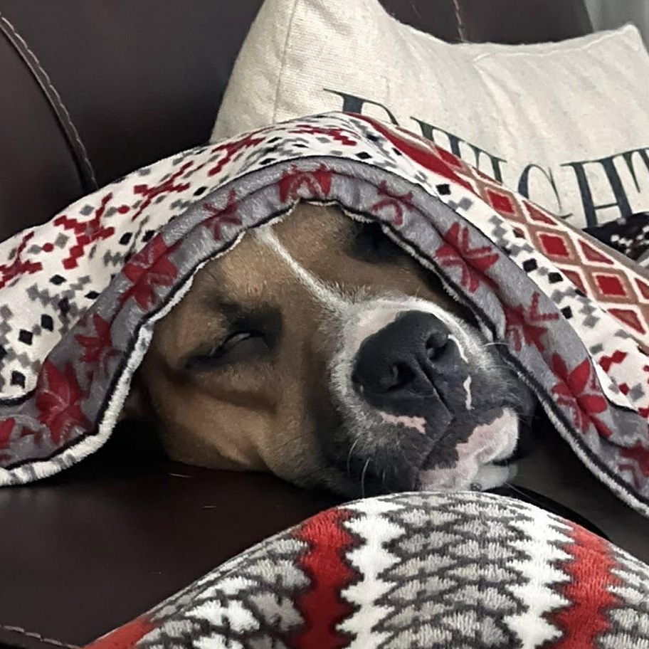 Enlarge Briar, a Adoptable mixed breed in Ayden, NC image 3/6