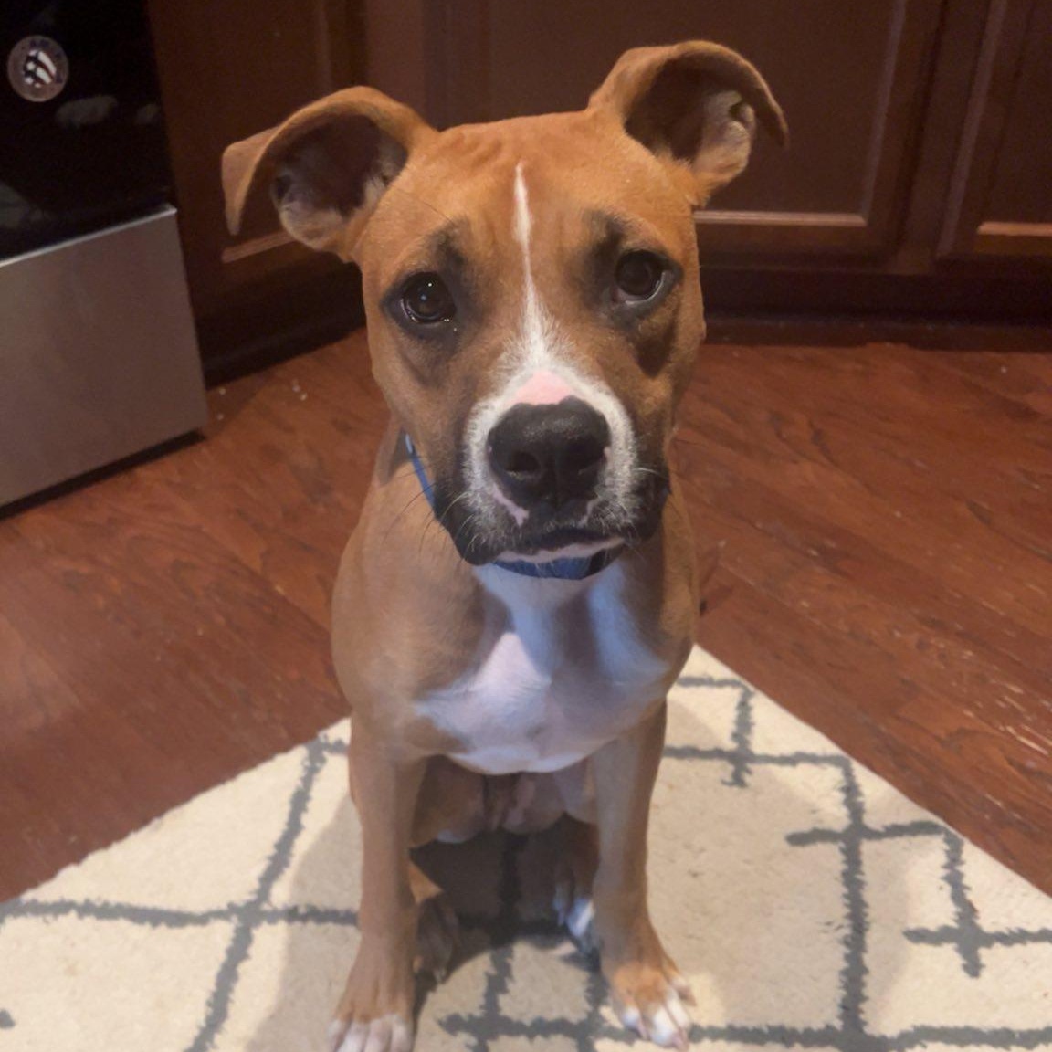 Enlarge Briar, a Adoptable mixed breed in Ayden, NC image 4/6