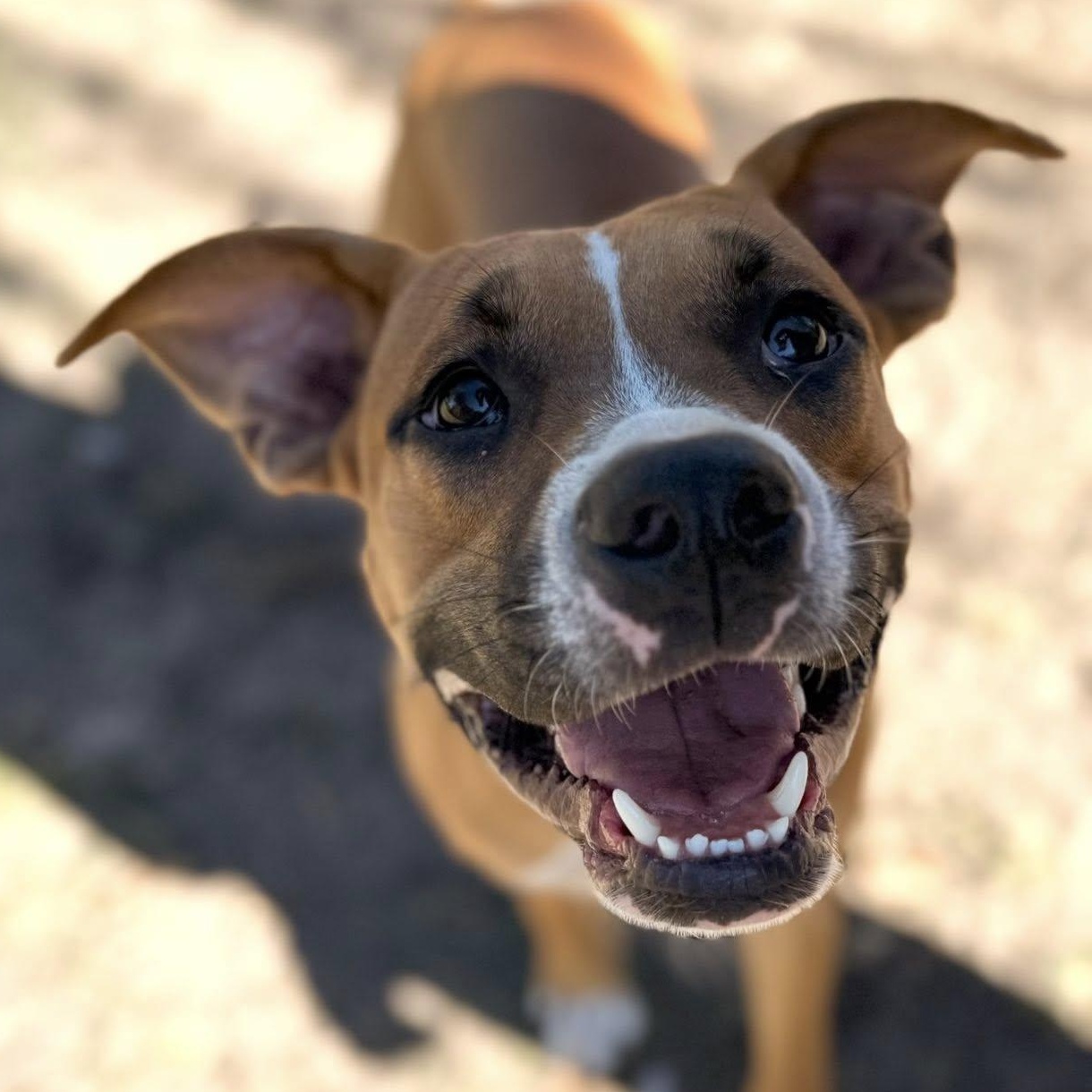 Briar, Adoptable, Young Male Boxer.