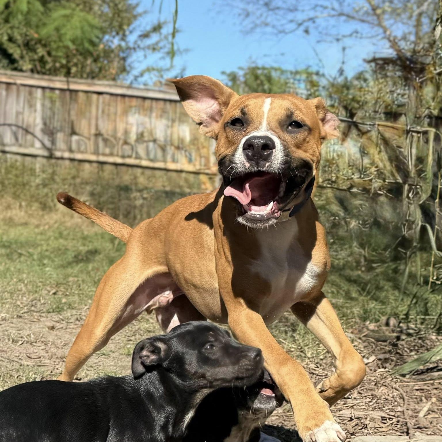 Enlarge Briar, a Adoptable mixed breed in Ayden, NC image 2/6