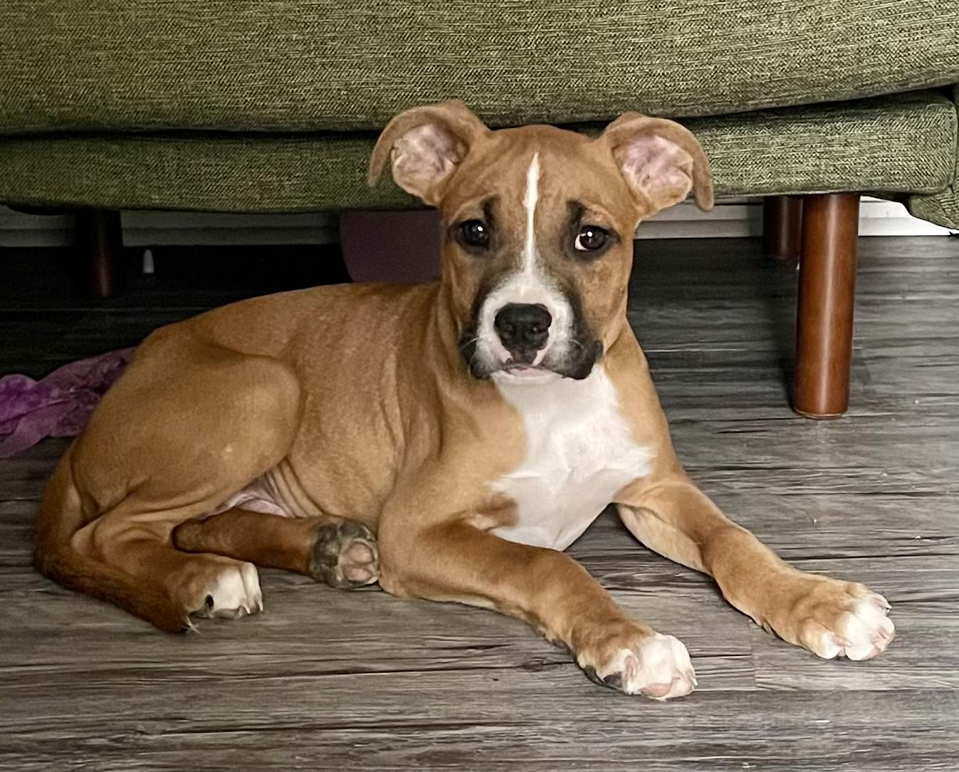 Briar, a Adoptable mixed breed in Ayden, NC image 2/3