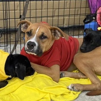 Enlarge Briar, a Adoptable mixed breed in Ayden, NC image 5/6