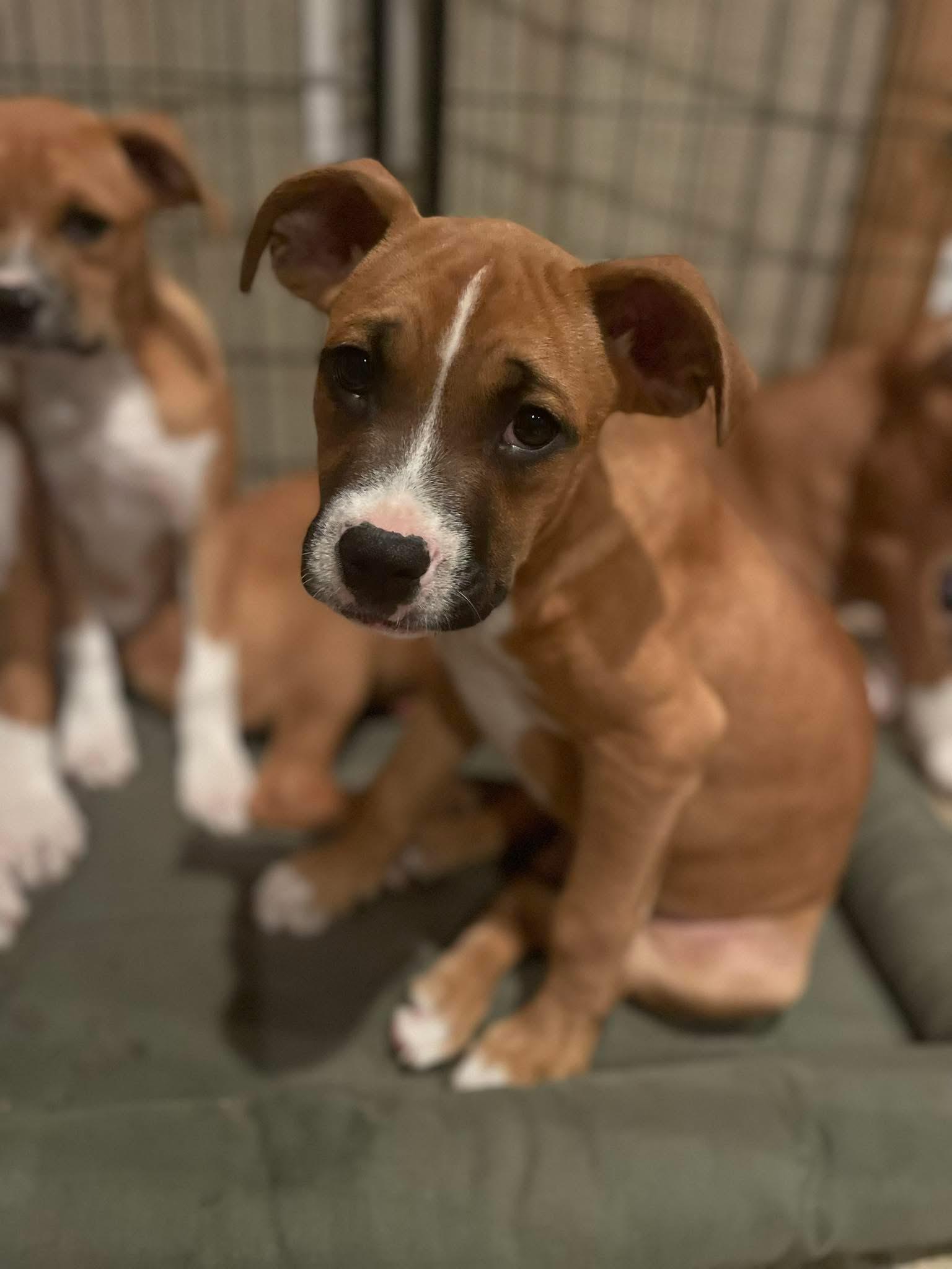 Briar, a Adoptable mixed breed in Ayden, NC image 3/3