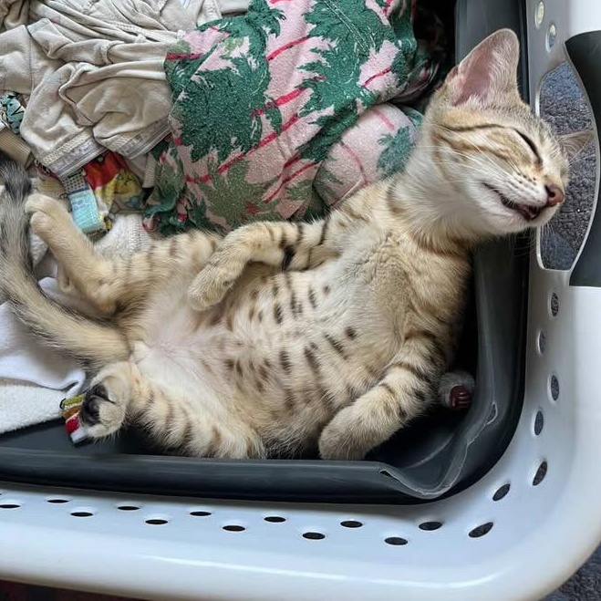 Aryna is a darling kitten born on April 30 2025 Shes a gentle friendly girl 