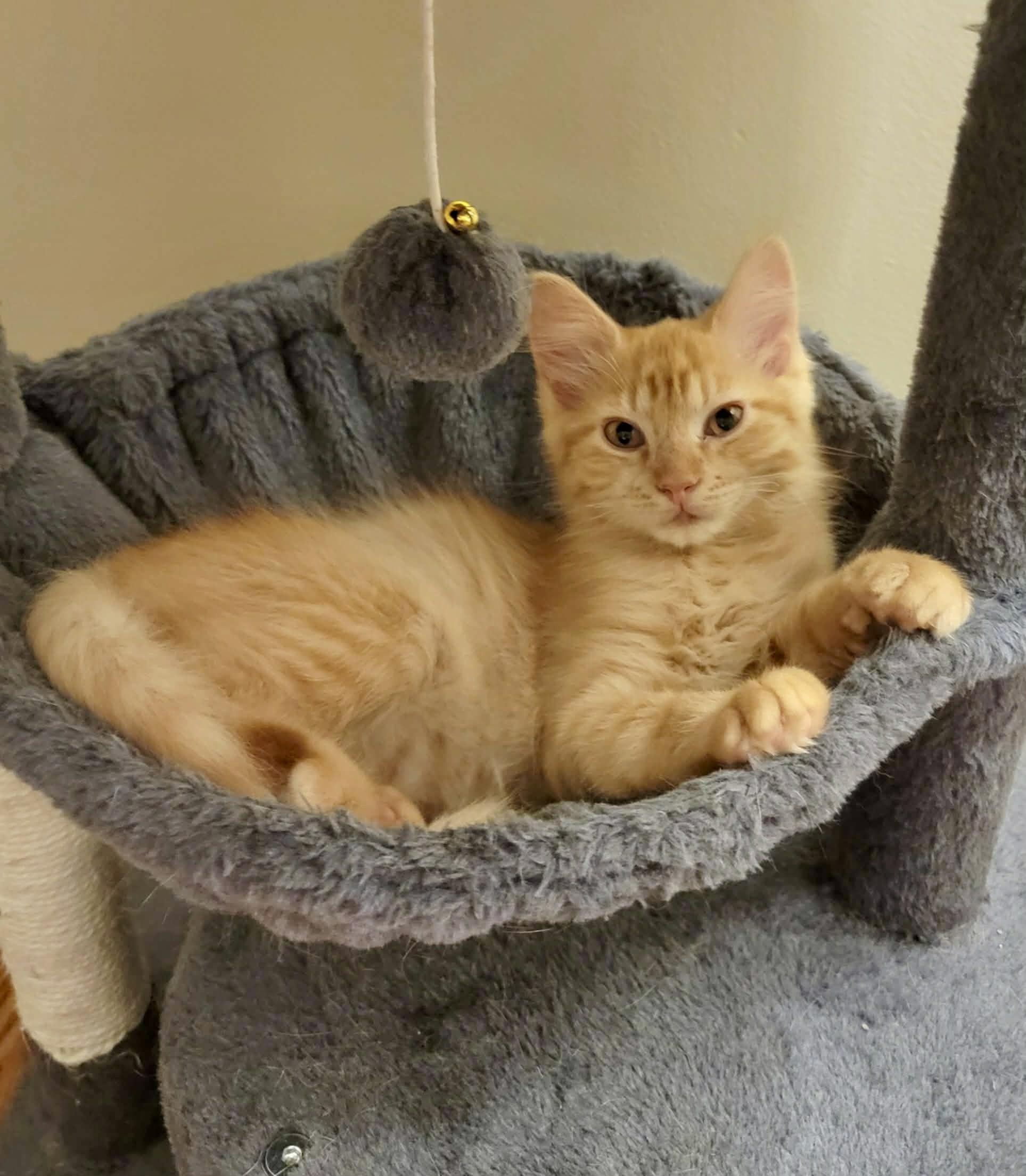 Enlarge Winston, a Adoptable mixed breed in Alabaster, AL image 1/5