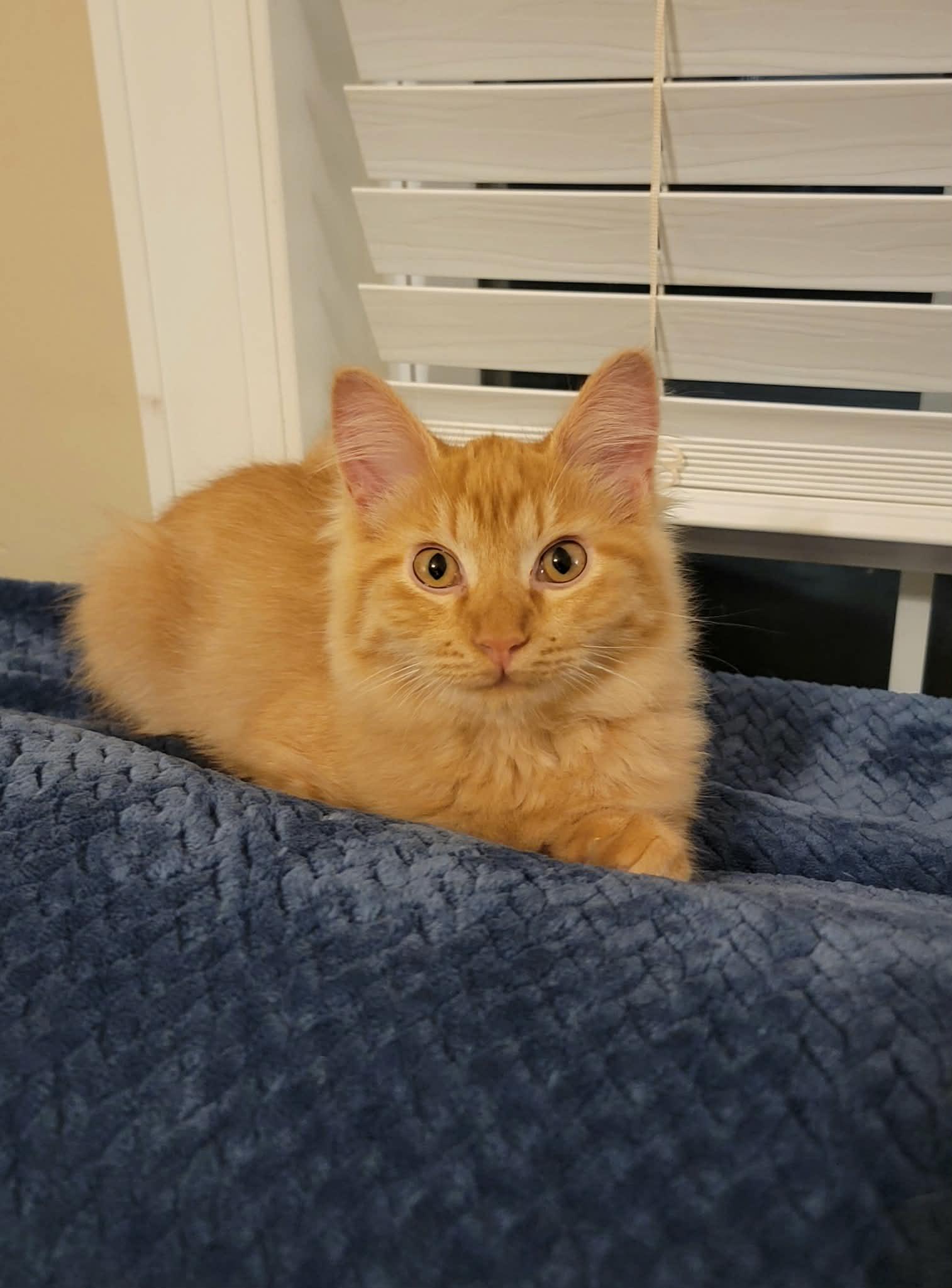 Enlarge Winston, a Adoptable mixed breed in Alabaster, AL image 2/5