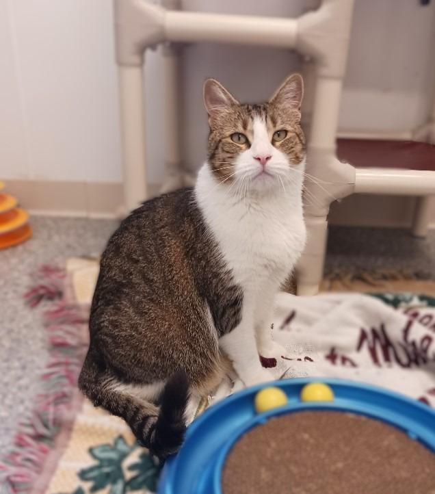 Tig, Adoptable, Senior Male Domestic Short Hair.