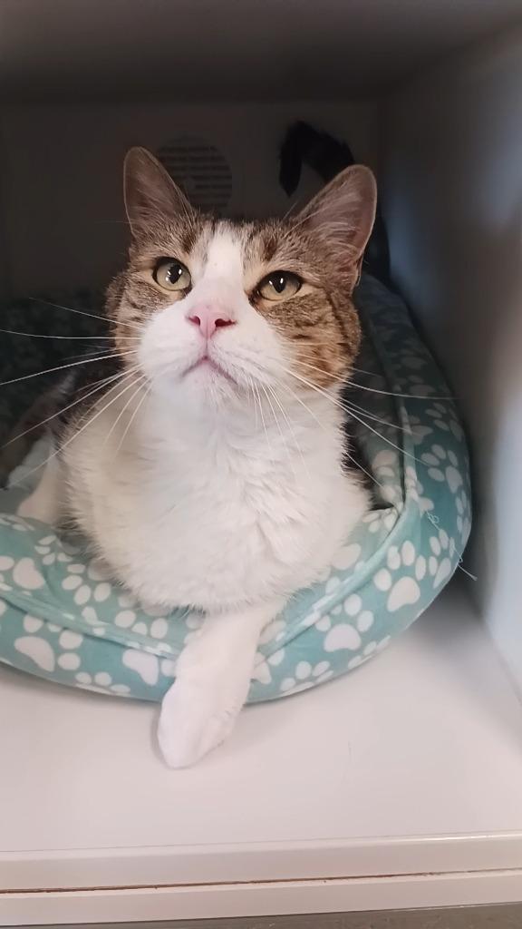 Tig, a Adoptable mixed breed in Prairie du Chien, WI image 2/3