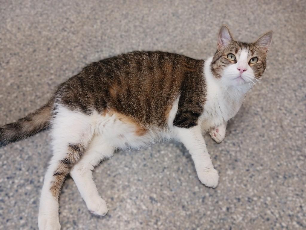 Tig, a Adoptable mixed breed in Prairie du Chien, WI image 3/3