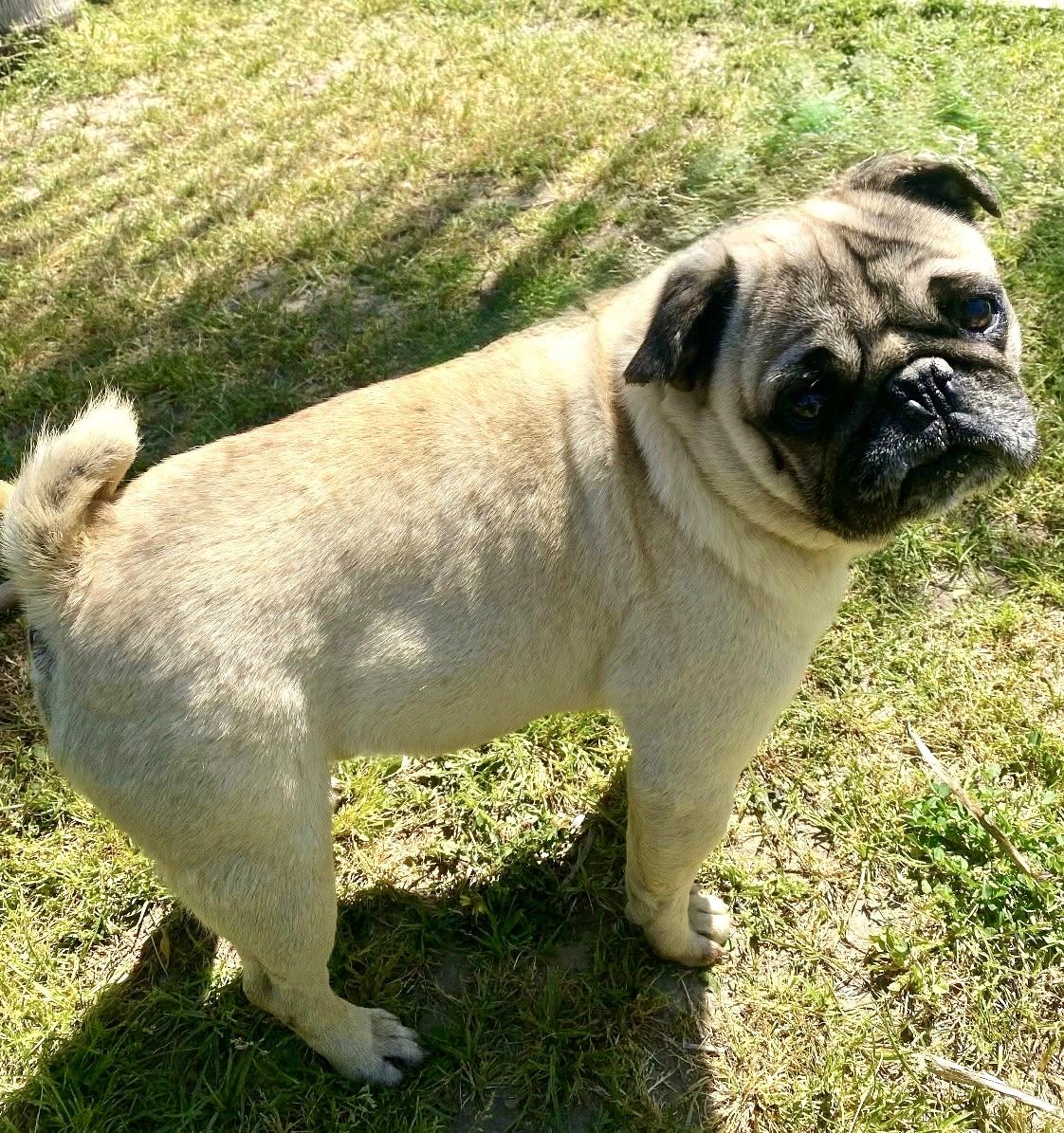 Pappy, ADOPTABLE, Adult Male Pug.