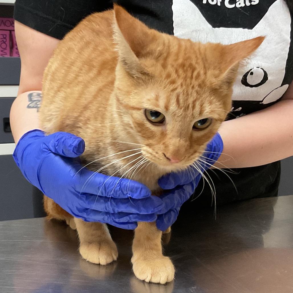 Darwin, Adoptable, Young Male Domestic Short Hair.