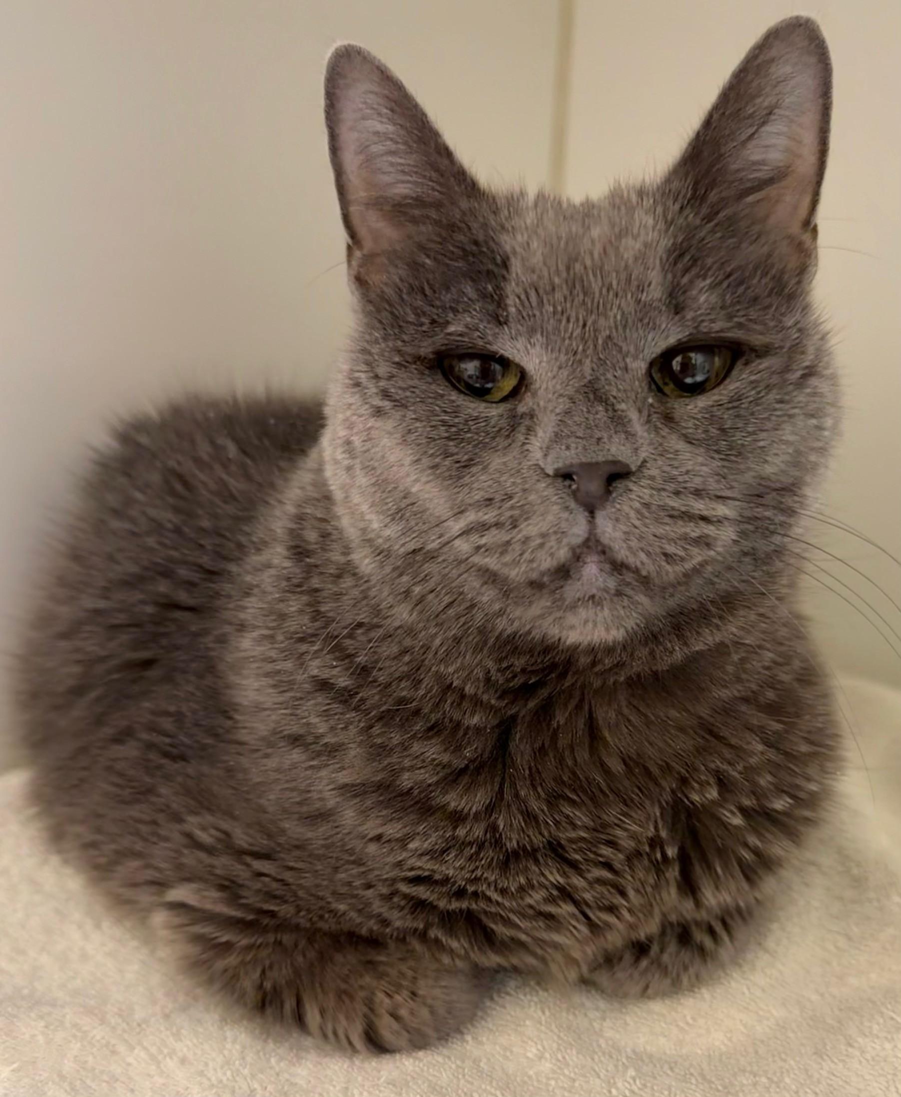 Enlarge Smokey, a Adoptable Domestic Short Hair in Norwalk, CT image 1/1