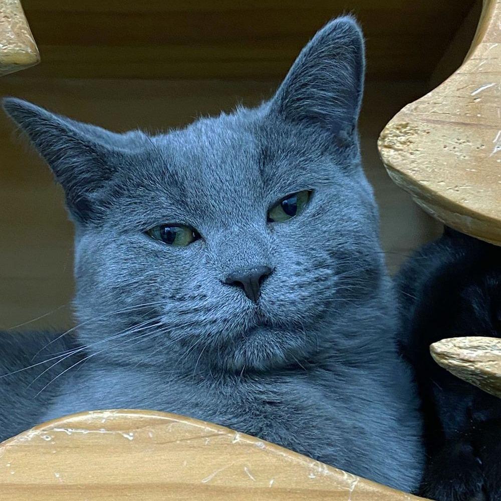 Mayflower, Adoptable, Young Female Domestic Short Hair.