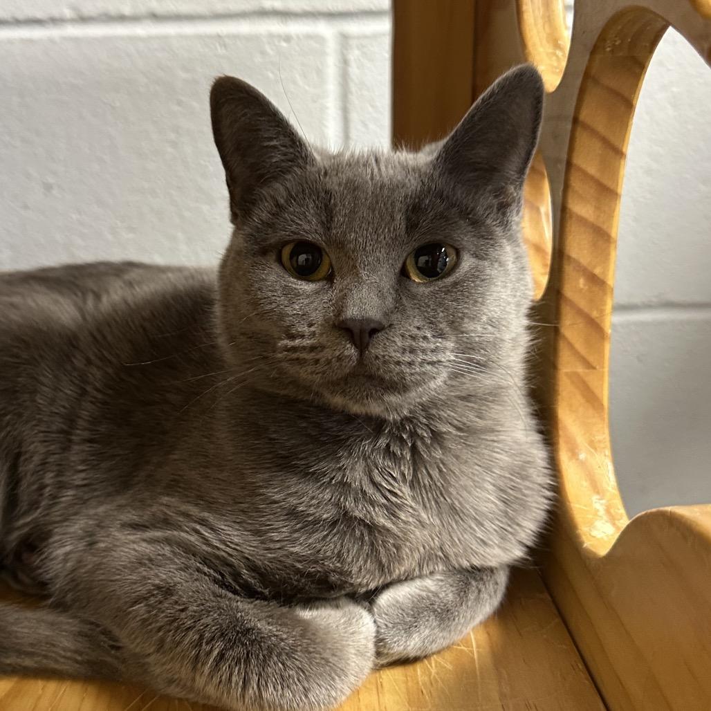 Enlarge Mayflower, a Adoptable Domestic Short Hair in Hampton Bays, NY image 2/3