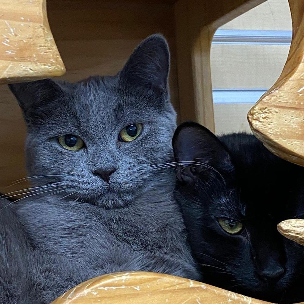 Enlarge Mayflower, a Adoptable Domestic Short Hair in Hampton Bays, NY image 3/3