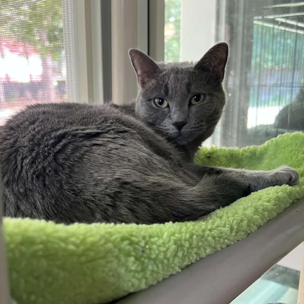 Enlarge Mayflower, a Adoptable Domestic Short Hair in Hampton Bays, NY image 4/4