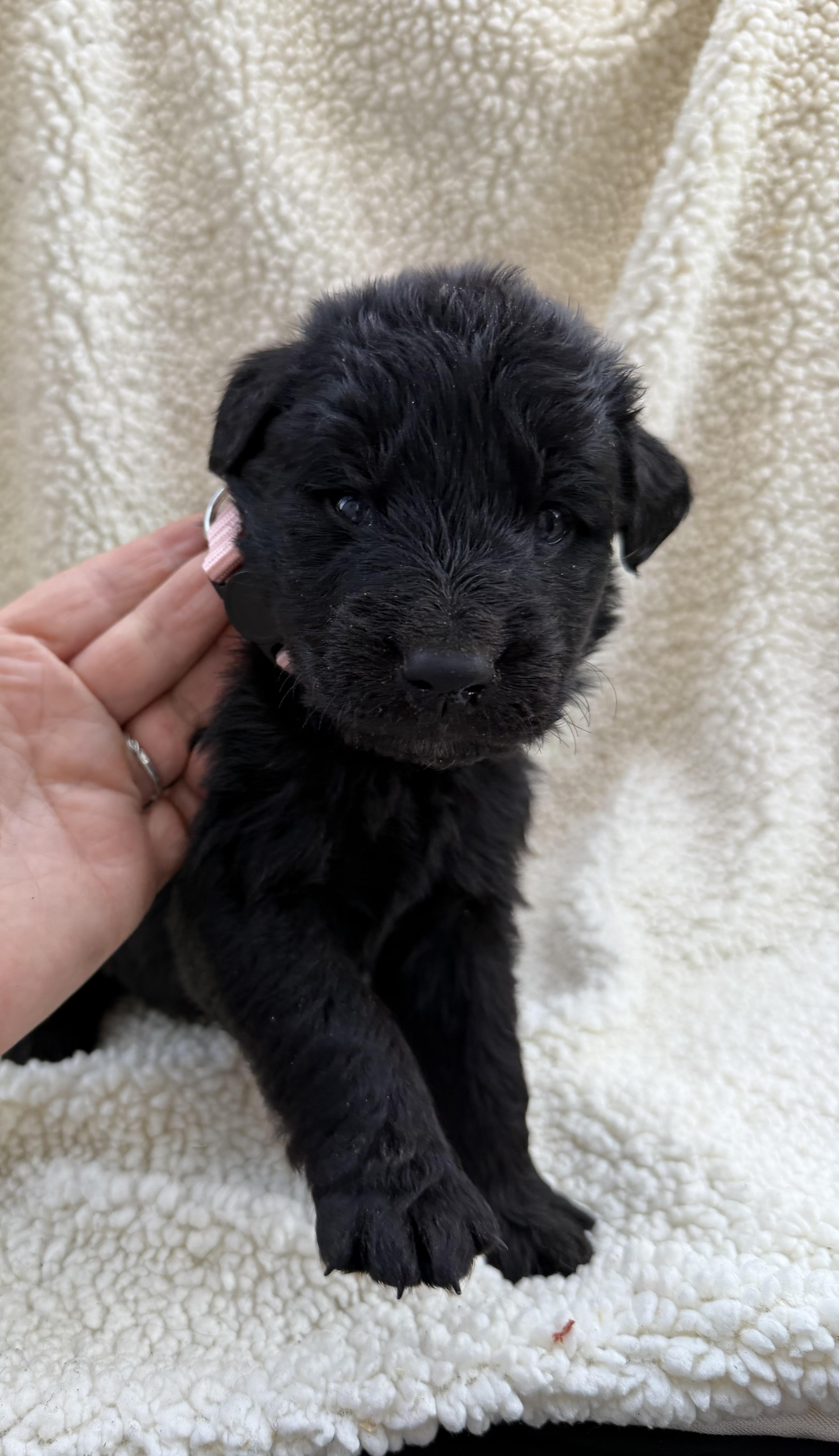 Enlarge BROOKIE, a Adoptable mixed breed in Discovery Bay, CA image 1/2
