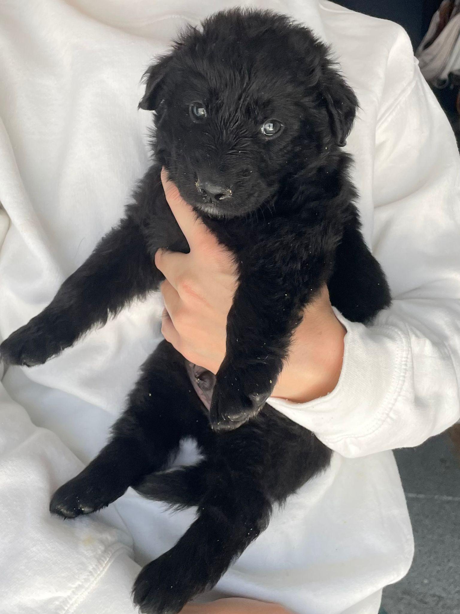 Enlarge BROOKIE, a Adoptable mixed breed in Discovery Bay, CA image 2/2