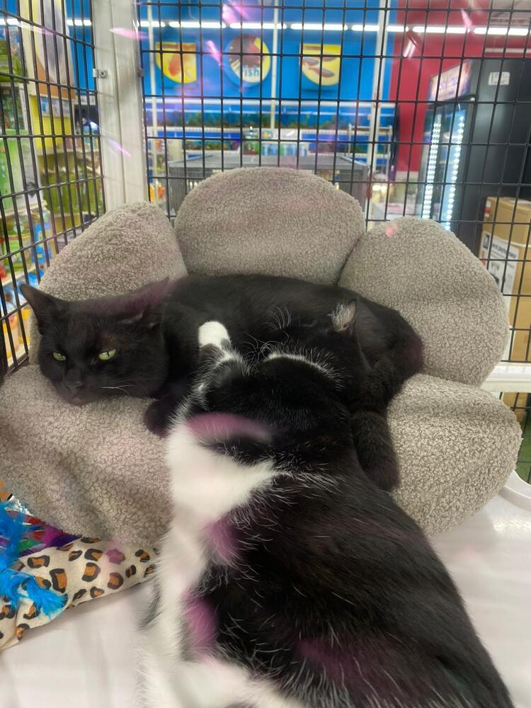 Ducky, Adoptable, Kitten Male Domestic Short Hair.