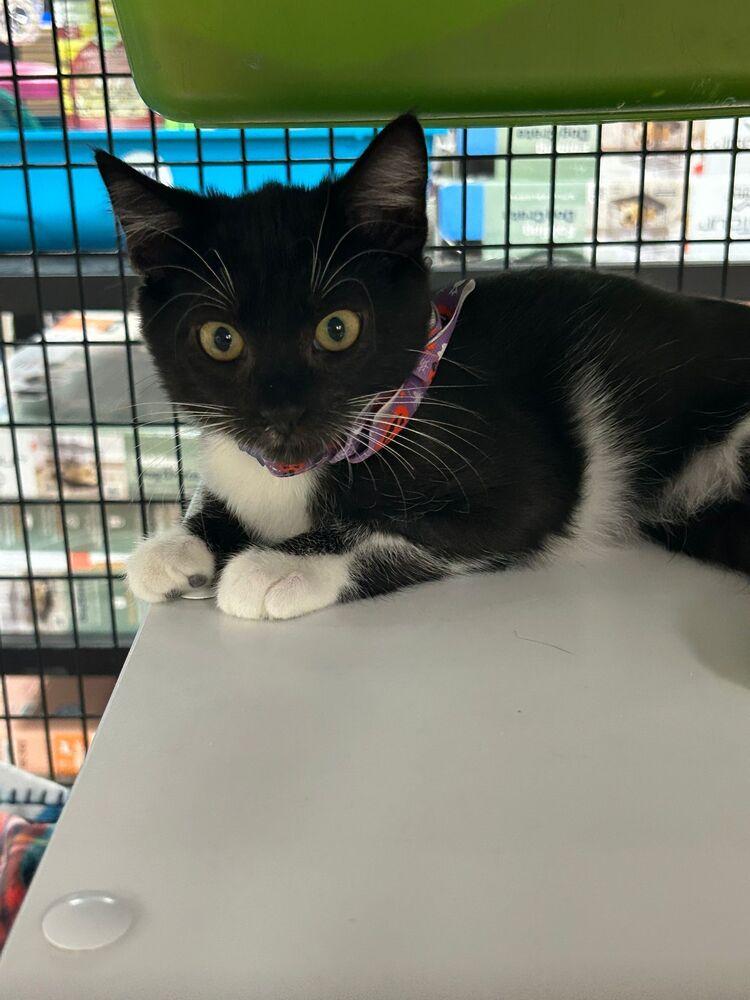 Ducky, Adoptable, Kitten Male Domestic Short Hair.