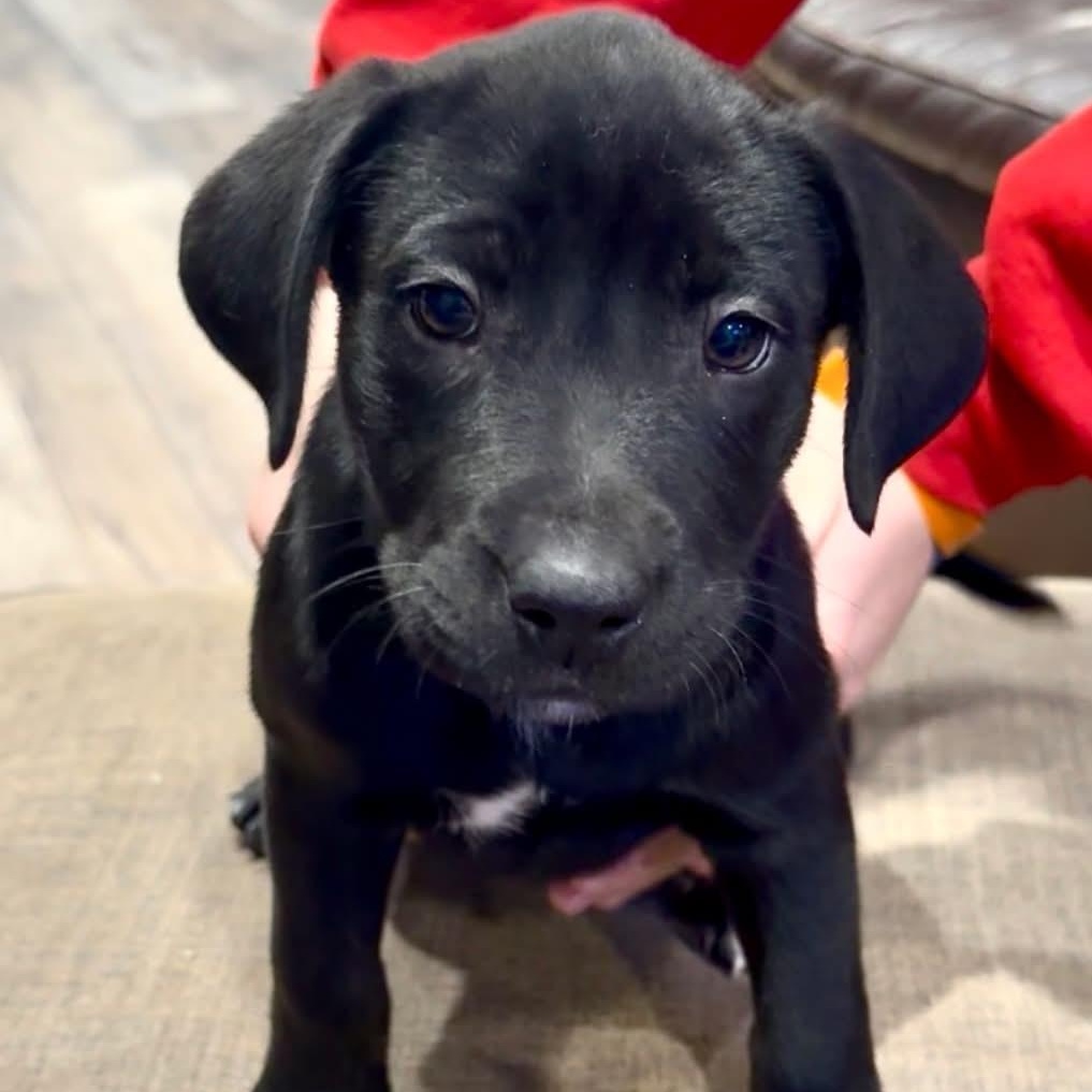 Enlarge Piper, a Adoptable mixed breed in McHenry, IL image 1/1