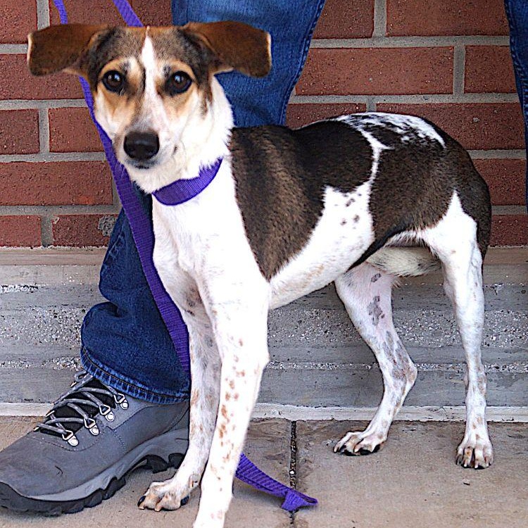 Manchitas, a ADOPTABLE mixed breed in Carrollton, TX image 3/3
