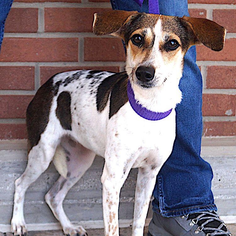 Manchitas, a ADOPTABLE mixed breed in Carrollton, TX image 2/3