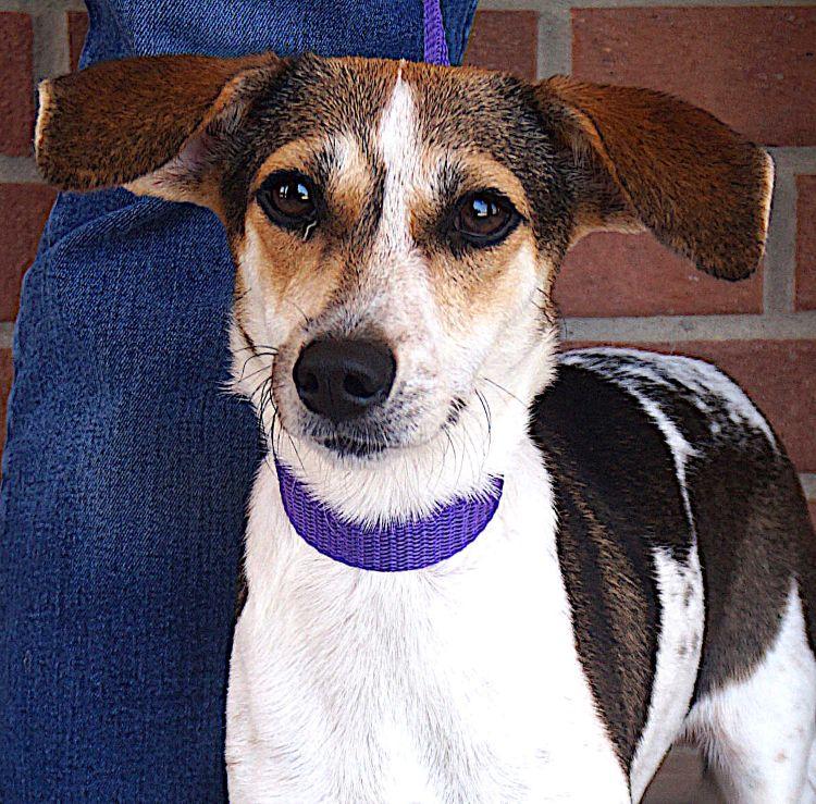 Manchitas, a ADOPTABLE mixed breed in Carrollton, TX image 1/3