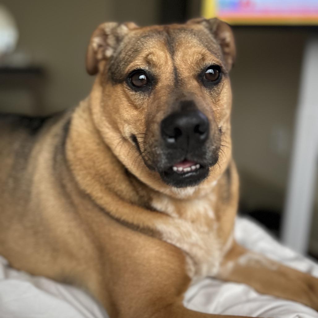 Olive, a ADOPTABLE mixed breed in Mandeville, LA image 2/4