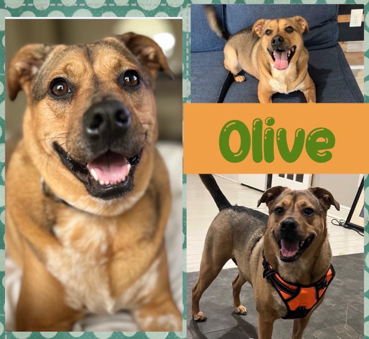 Olive, a ADOPTABLE mixed breed in Mandeville, LA image 1/4