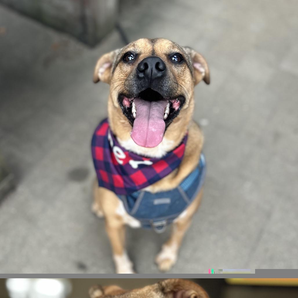 Olive, a ADOPTABLE mixed breed in Mandeville, LA image 4/4