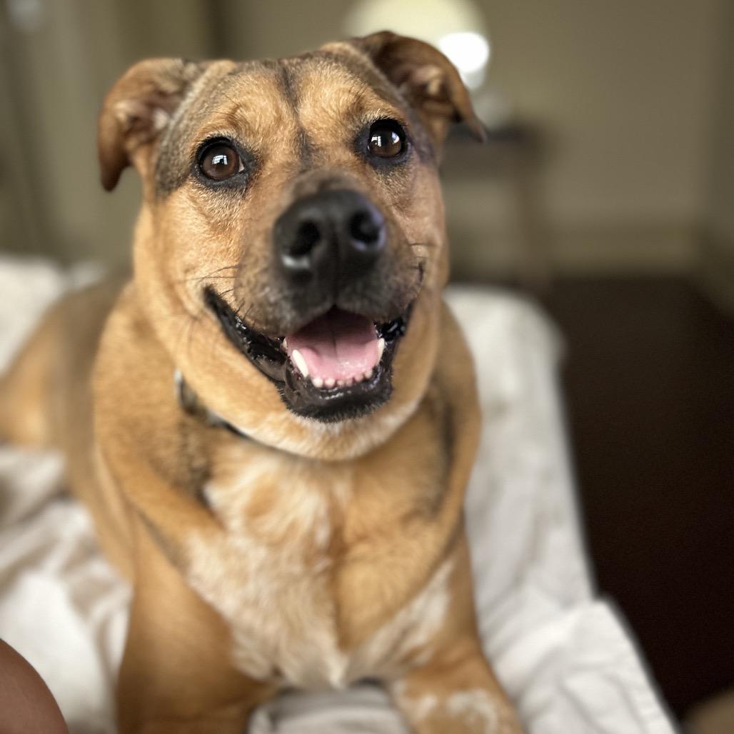 Olive, a ADOPTABLE mixed breed in Mandeville, LA image 3/4